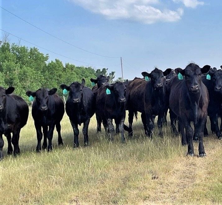 SS Heifers on Grass